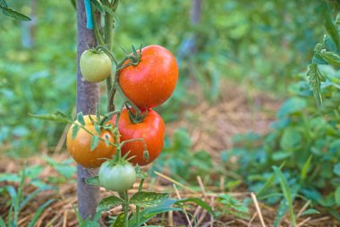 Yeşil ve kırmızı domateslerden oluşan domates tarlası. Organik tarım, bahçede taze domates yetiştirme..