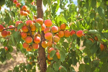 Meyve bahçesindeki bir ağaçta asılı bir sürü olgun kayısı. Kayısı arkaplanı.