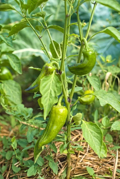 Zielona Papryka Chili Lub Pieprz Chili Jest Gotowy Zbioru Ogrodzie — Zdjęcie stockowe