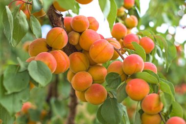 Meyve bahçesindeki bir ağaçta asılı bir sürü olgun kayısı. Kayısı arkaplanı.