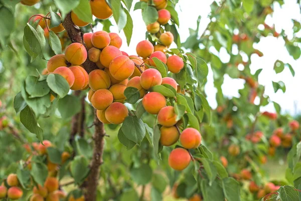 Bunch Ripe Apricots Hanging Tree Orchard Apricot Background — Zdjęcie stockowe