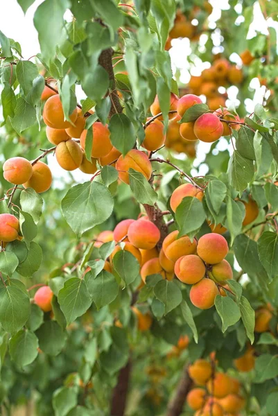 Bunch Ripe Apricots Hanging Tree Orchard Apricot Background — Stock Photo, Image