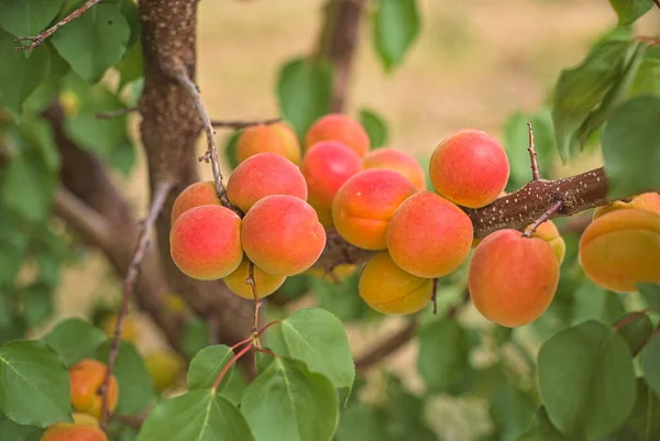 Bunch Ripe Apricots Hanging Tree Orchard Apricot Background 로열티 프리 스톡 사진