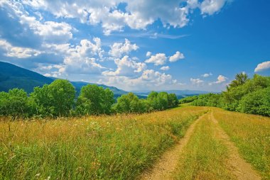 background nature of the Carpathians. mountain landscape on a bright sunny day. beech forest on the grassy meadow. 