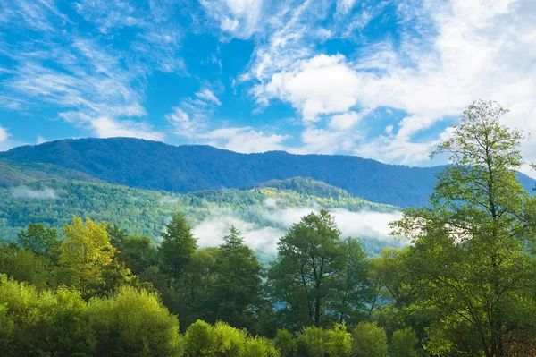 forest on the background of mountains in the morning fog. majestic view of beautiful misty mountains in misty landscape. Dramatic unusual scene. Travel background. Exploring the world of beauty. Carpathians. Ukraine. Europe.