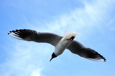 seegull uçan o mavi gökyüzü