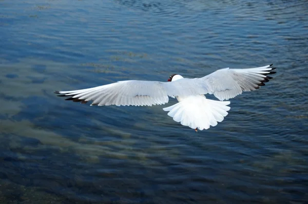 Gaviota sobre el mar — Foto de Stock