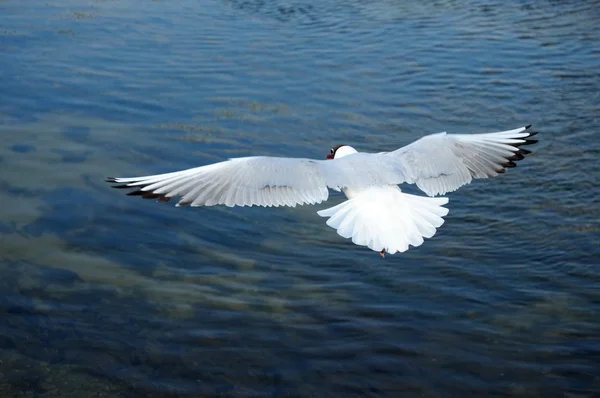 Seagull over the sea — Stock Photo, Image