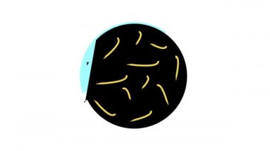 laktobacillus probiyotik renk canlandırması