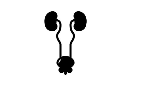 Genitourinary system disease line icon animation — Stock Video