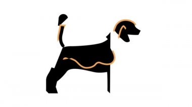 Beagle köpek rengi simgesi canlandırması