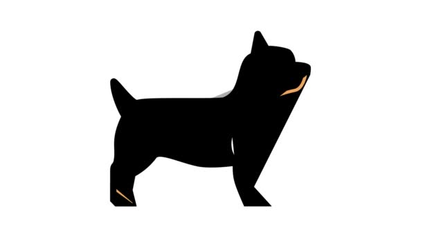 Yorkshire terrier perro icono de color de animación — Vídeos de Stock