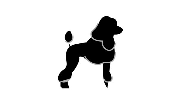 Poodle dog color icon animation — Stock Video