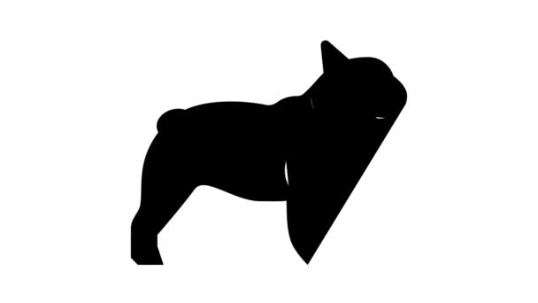 Francouzský buldok pes barva ikona animace — Stock video