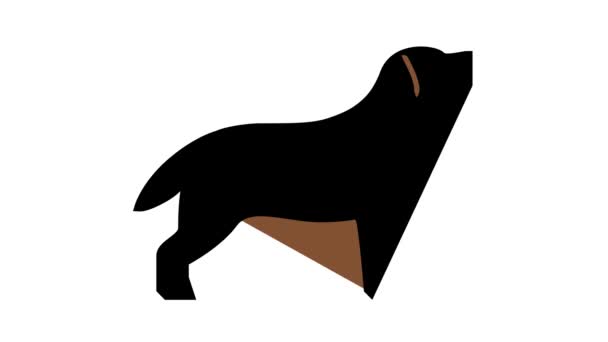 Labrador Retriever Hund Farbe Symbol Animation — Stockvideo