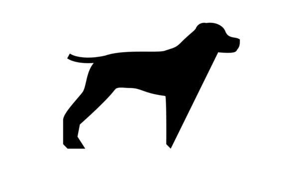 German shrothaired pointer dog line icon animation — Stock Video