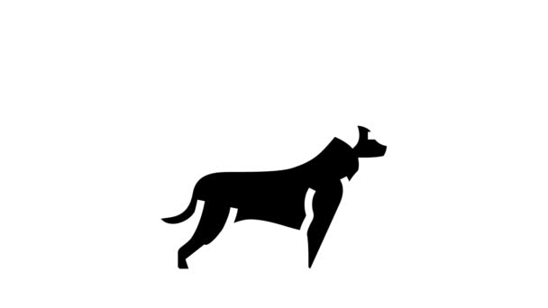 Dog chasing animal glyph icon animation — Stock Video