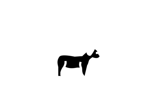 Puppy en hond glyph pictogram animatie — Stockvideo