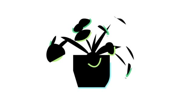 Natural plant houseplant color icon animation — Stock Video