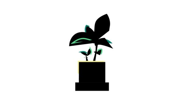 Planta de interior de hojas verdes en la animación icono de color olla — Vídeos de Stock