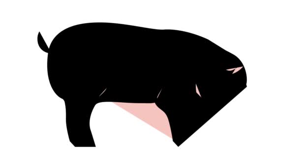 Pig domestic animal color icon animation — Stock Video