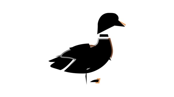 Duck bird color icon animation — Stock Video