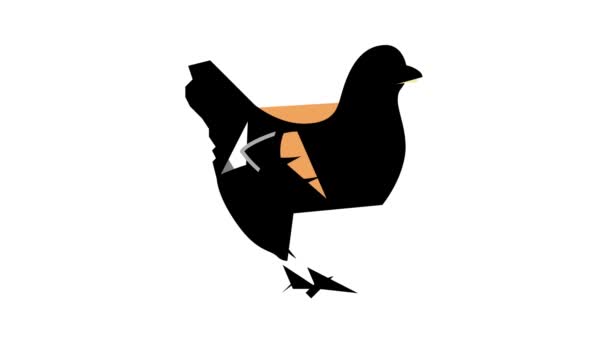 Poulet oiseau domestique couleur icône animation — Video