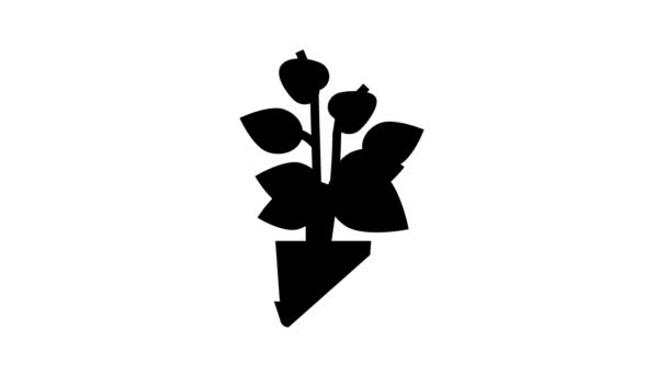 Ceramika kwiat dom roślin linia ikona animacja — Wideo stockowe