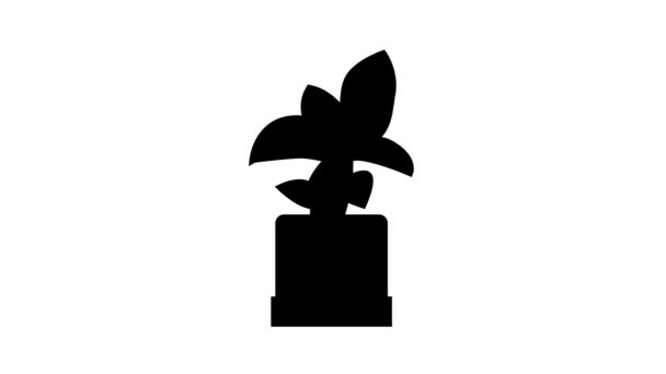 Planta de interior de hojas verdes en la línea del pote icono de animación — Vídeo de stock