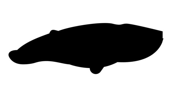 Animace ikon linie velrybího oceánu — Stock video
