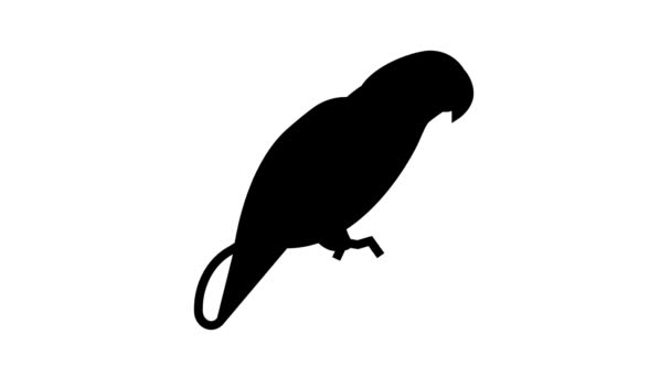 Parrot bird pet line icon animation — Stock Video