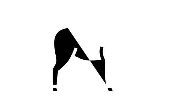 Donkey domestic animal glyph icon animation — Stock Video