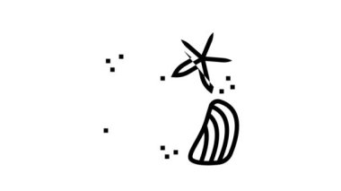 deniz yıldızı ve kabuk reçinesi sanat çizgisi simgesi canlandırması