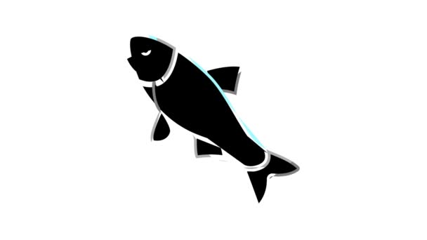 Bighead carp color icon animation — Stock Video