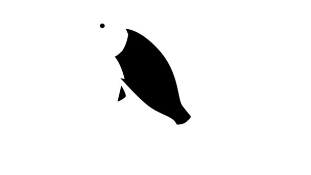 Crucian carp glyph icon animation — Stock Video
