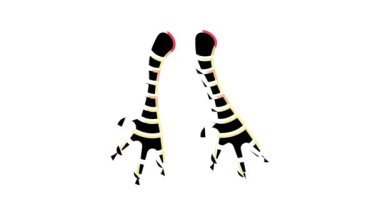 feet tavuk rengi simge canlandırması