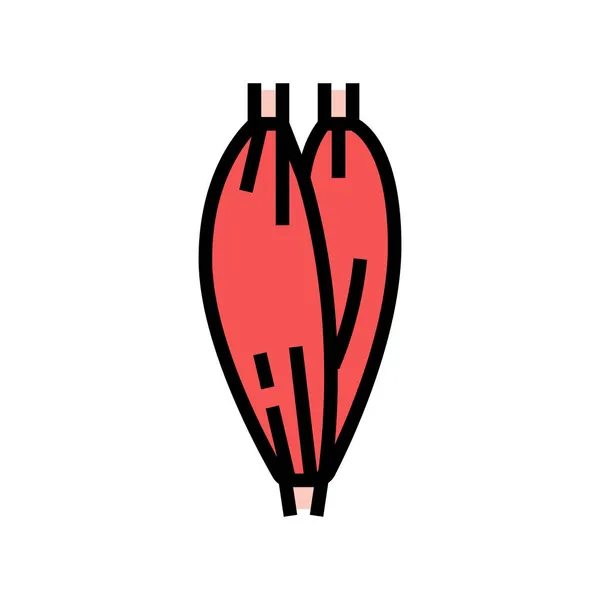 Muskel menschliche Anatomie Farbe Symbol Vektor Illustration — Stockvektor