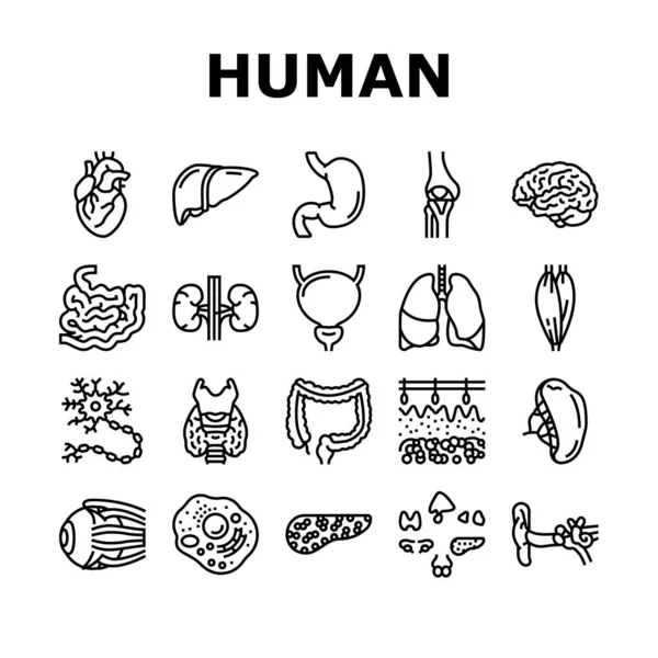 Иконы анатомии органов человека устанавливают вектор — стоковый вектор