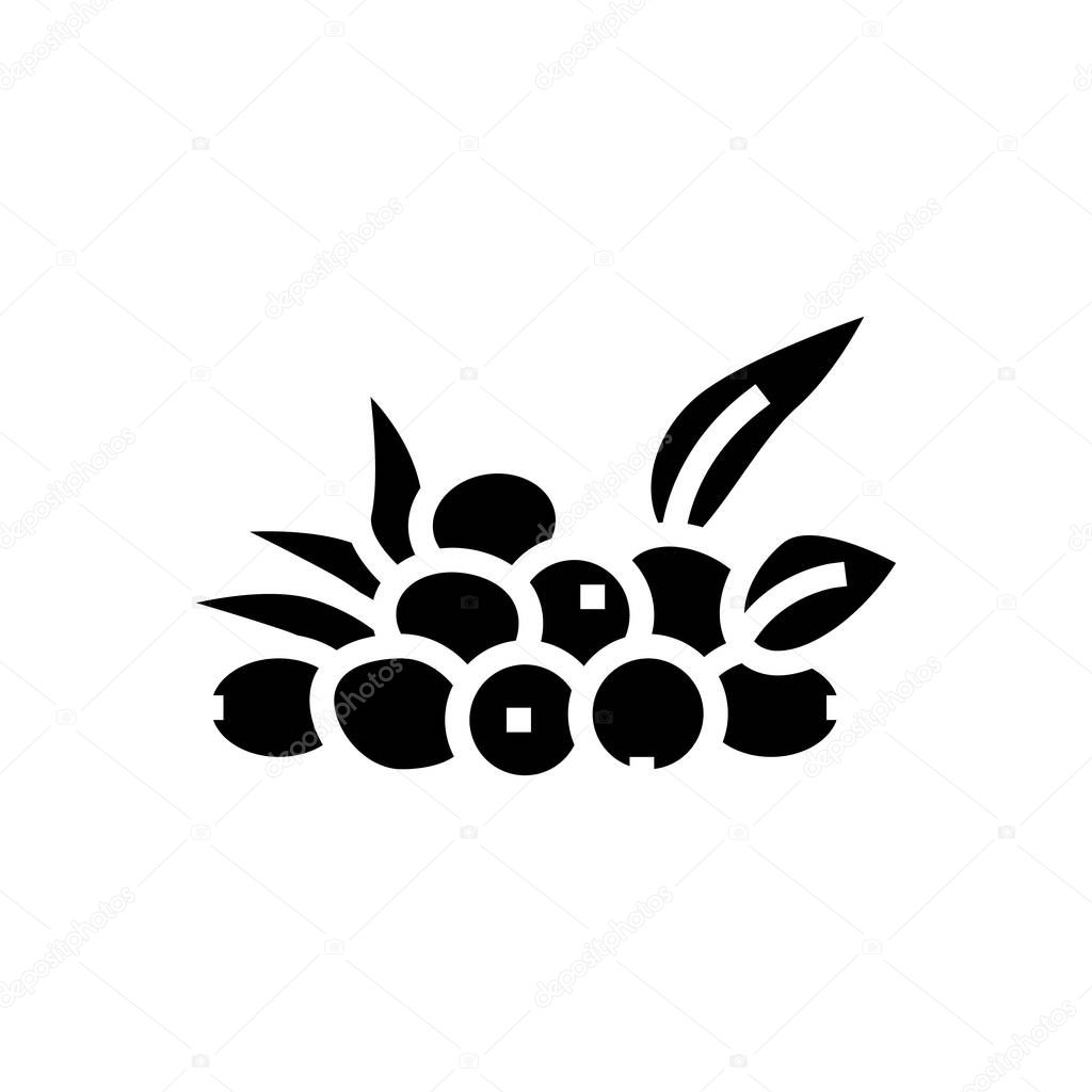 olive natural berries glyph icon vector illustration