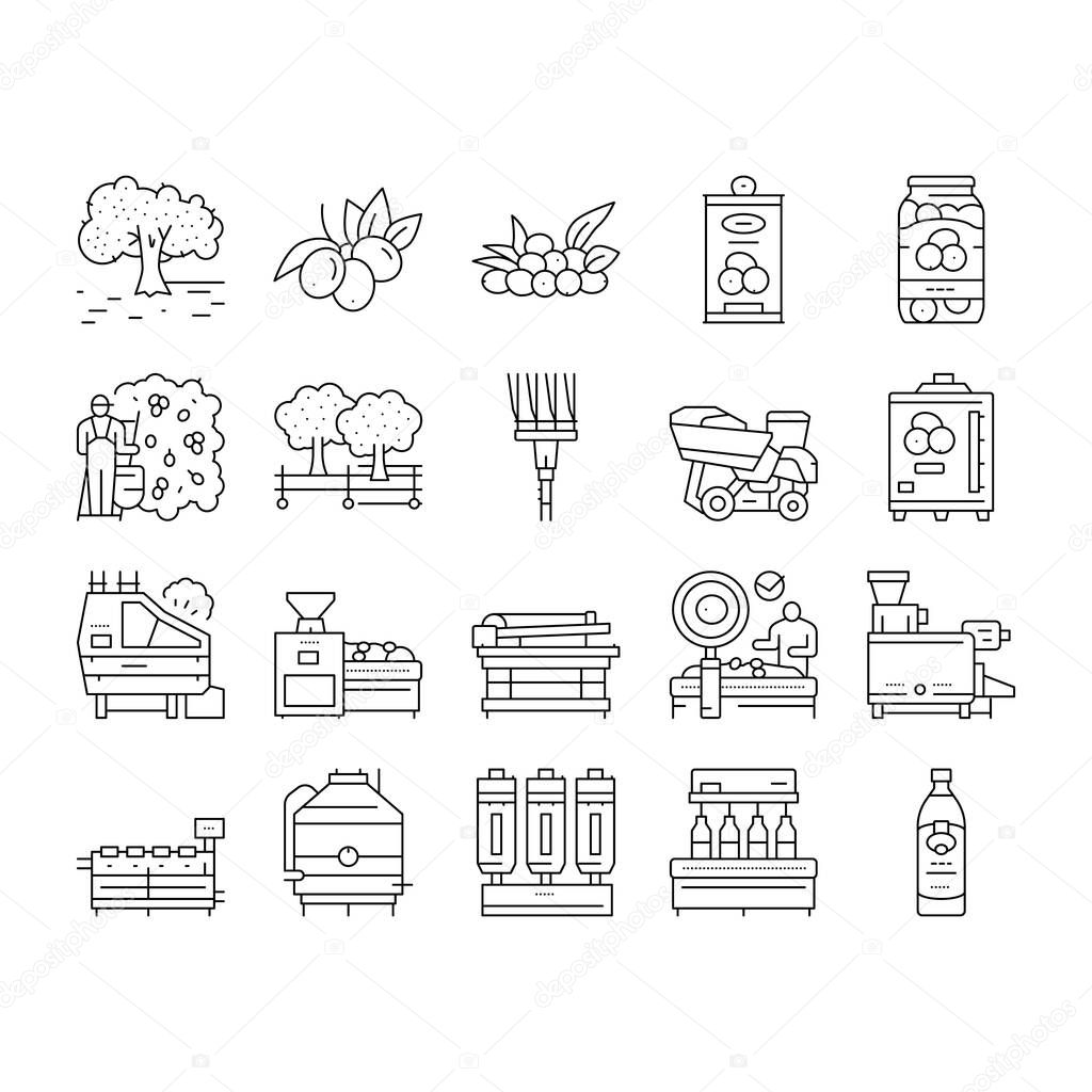 Olive Production And Harvesting Icons Set Vector .