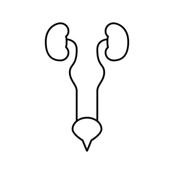 Linea del sistema urinario icona vettoriale illustrazione — Vettoriale Stock