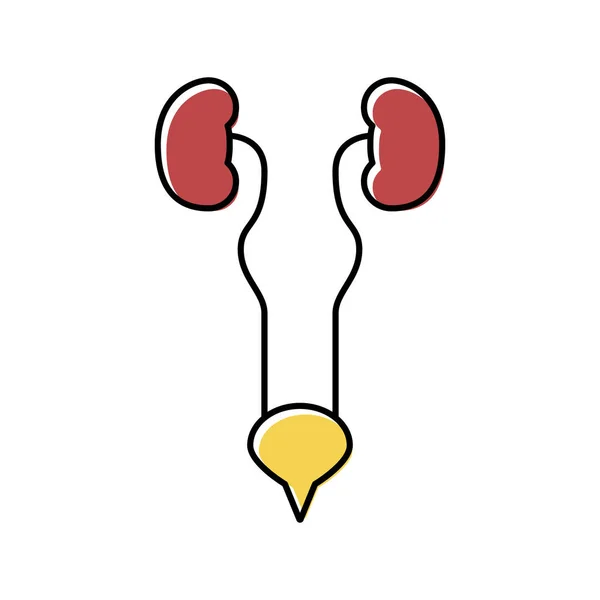 Urinewegen systeem kleur pictogram vector illustratie — Stockvector