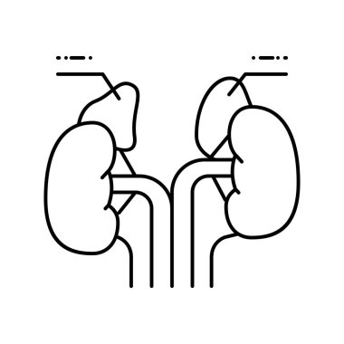 adrenaller endokrinoloji çizgi vektör illüstrasyonu