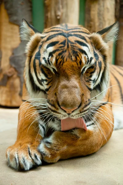 Um grande tigre lava por língua no jardim zoológico de Praga — Fotografia de Stock