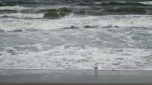 Seagull op de kust — Stockvideo