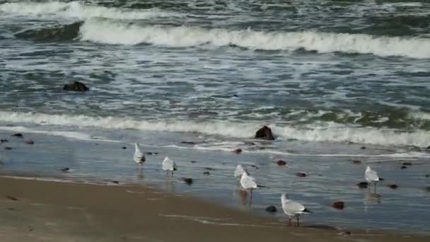 Rebanho de gaivotas na costa do mar — Vídeo de Stock