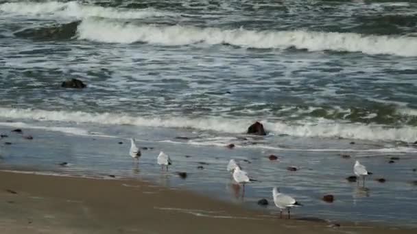 Stormo di gabbiani sulla riva del mare — Video Stock