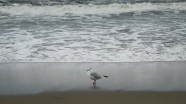 Sahilde beyaz martı ve arka planda dalgalar var. Tenha bir kumsalın kumlarında bir martı..