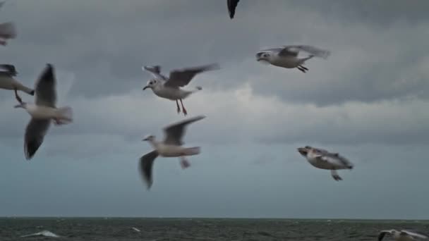 Stormo Gabbiani Volo Sopra Oceano Cielo Coperto Persone Irriconoscibili Vomitano — Video Stock