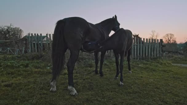 Mladé hříbě ošetřovatelství na pastvině — Stock video